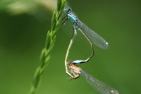 Click for large version